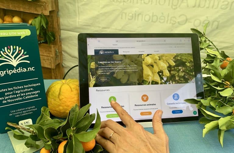 Agripedia.nc, l’agriculture entame sa transformation numérique