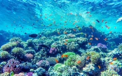 #7 – « Plant a Million Corals », la startup Greentech de la semaine