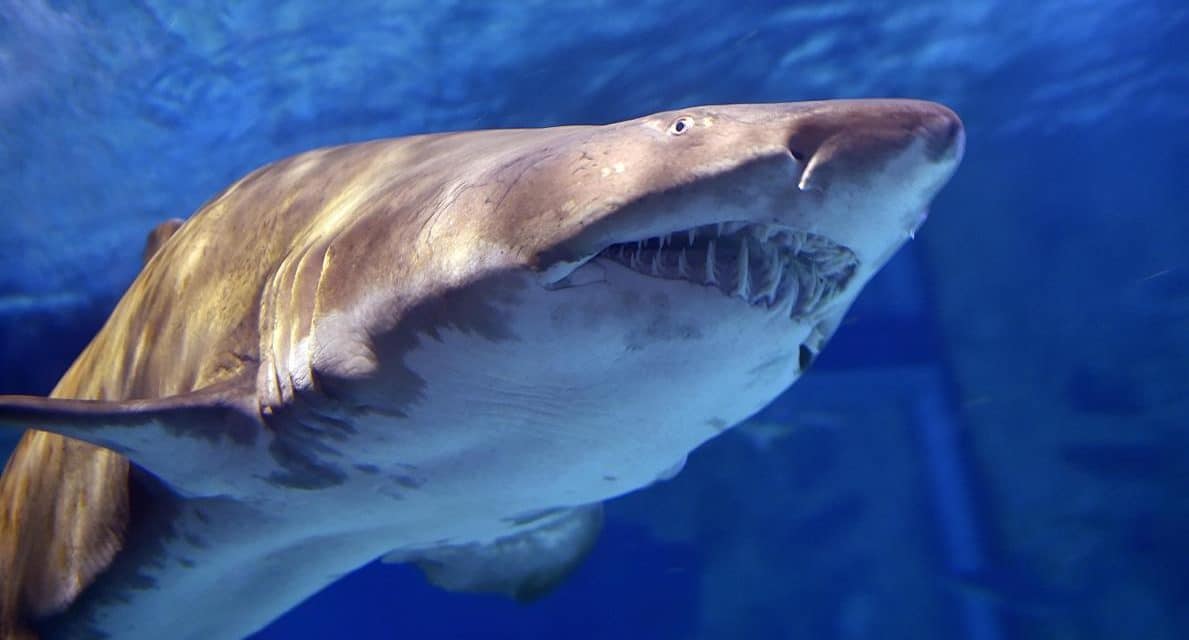 La technologie au défi du “risque requin” : solution ou illusion ?