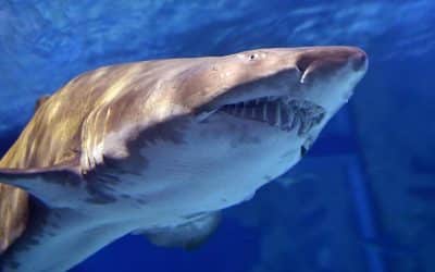 La technologie au défi du « risque requin » : solution ou illusion ?