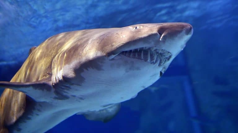 La technologie au défi du « risque requin » : solution ou illusion ?