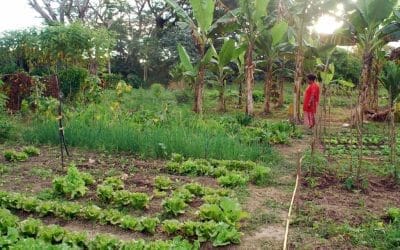 AgriTech, une opportunité à saisir pour la Calédonie