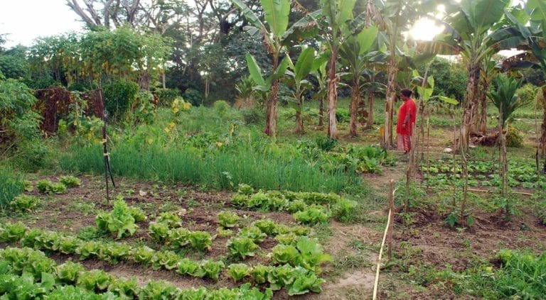 AgriTech, une opportunité à saisir pour la Calédonie