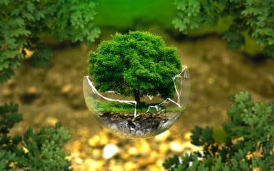 Startup GreenTech Épisode #13 – Neoplants, l&rsquo;air pur a domicile