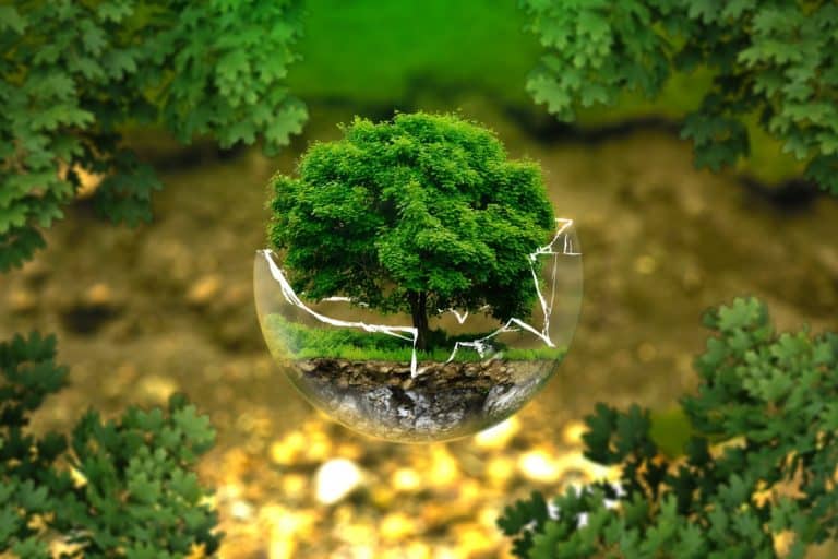 Startup GreenTech Épisode #13 – Neoplants, l’air pur a domicile