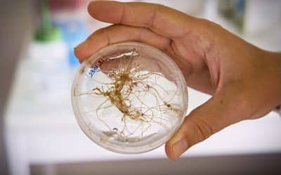 La mycorhize, une innovation scientifique pour rendre l&rsquo;agriculture plus efficace et durable !