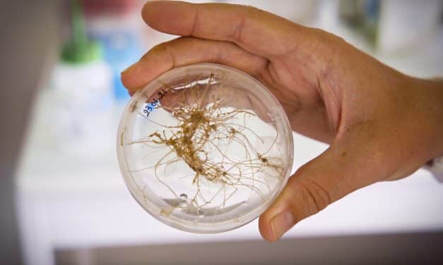 La mycorhize, une innovation scientifique pour rendre l’agriculture plus efficace et durable !