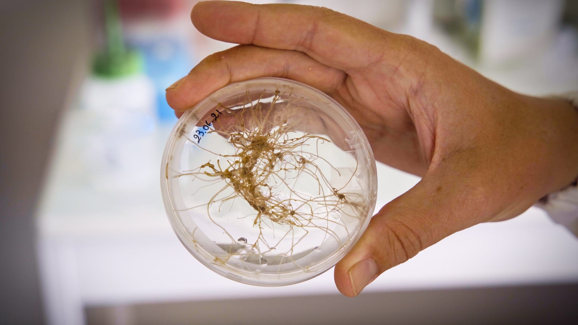 La mycorhize, une innovation scientifique pour rendre l’agriculture plus efficace et durable !