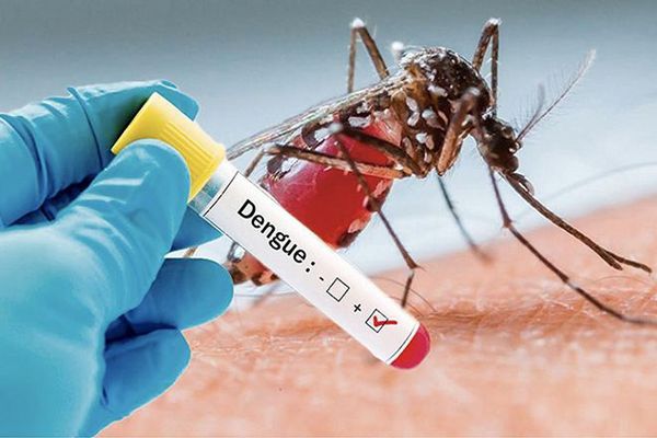 Wolbachia, une innovation biologique pour lutter contre la dengue