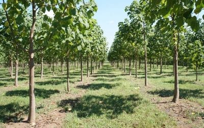 Startup GreenTech Épisode #21 – L&rsquo;arbre Paulownia, un investissement écologique et économique rentable