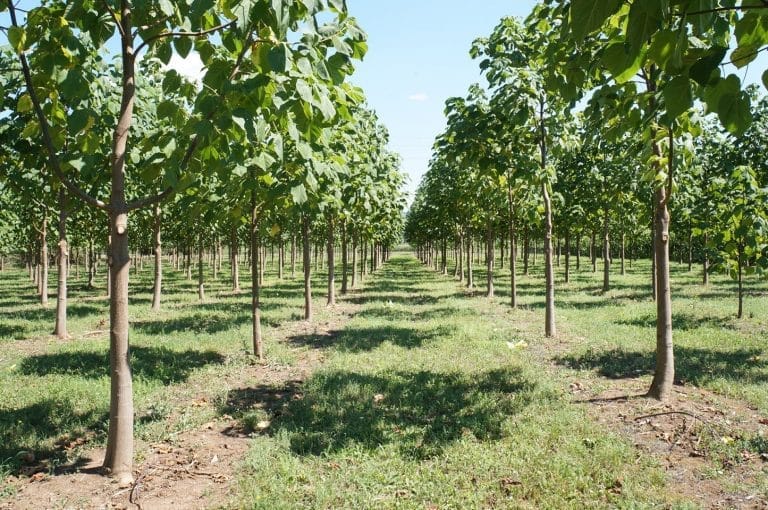 Startup GreenTech Épisode #21 – L’arbre Paulownia, un investissement écologique et économique rentable