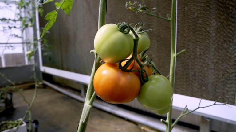 La serre bioclimatique, une révolution « low-tech » pour l’agriculture hors-sol !