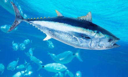 Surpêche du thon dans le Pacifique, la technologie à la rescousse