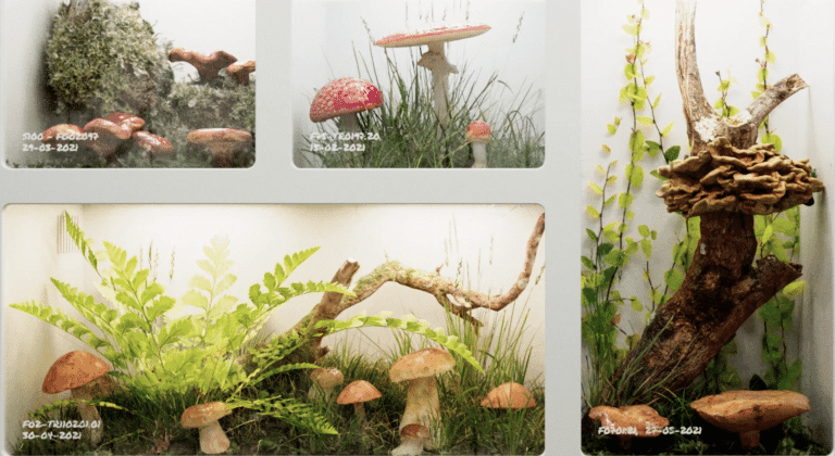 Ecovative, des emballages naturels et biodégradables à base de champignons