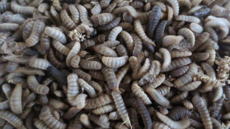 Les larves d’insectes pour nos filières d’élevage, un bel exemple d’économie circulaire !