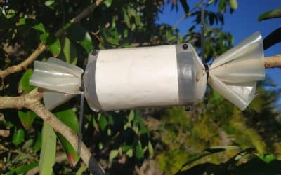 Marcottage, l’innovation horticole qui révolutionne une pratique ancestrale