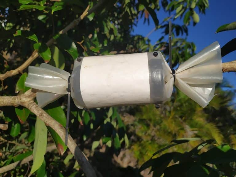 Marcottage, l’innovation horticole qui révolutionne une pratique ancestrale