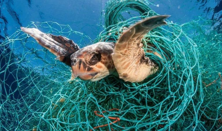 BioNet, une palme pour les filets de pêche biodégradables