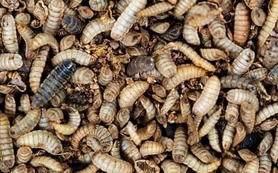 Startup Greentech épisode #41 – Innovafeed, des mouches pour nourrir le monde de demain