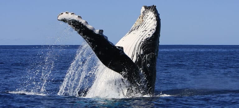 SOS Baleine, la tech à la rescousse !
