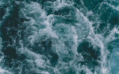 Startup OceanTech, Épisode #4 : Greenov, une technologie au service de la faune aquatique