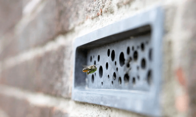 Semaine de l’abeille solitaire, “Bee Brick” à la rescousse