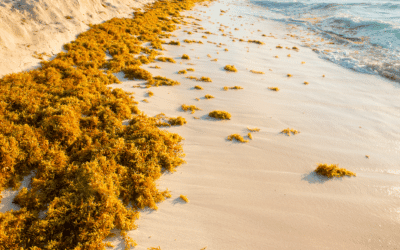 Startup GreenTech, épisode #53 – Algae to House, les sargasses passent de la mer au mur