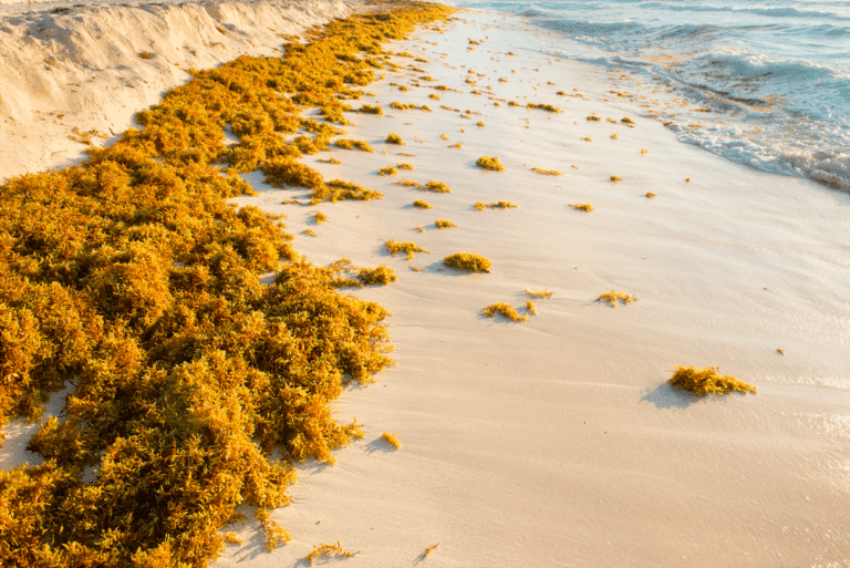 Startup GreenTech, épisode #53 – Algae to House, les sargasses passent de la mer au mur