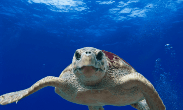 Des balises satellites pour suivre les migrations des tortues en temps réel