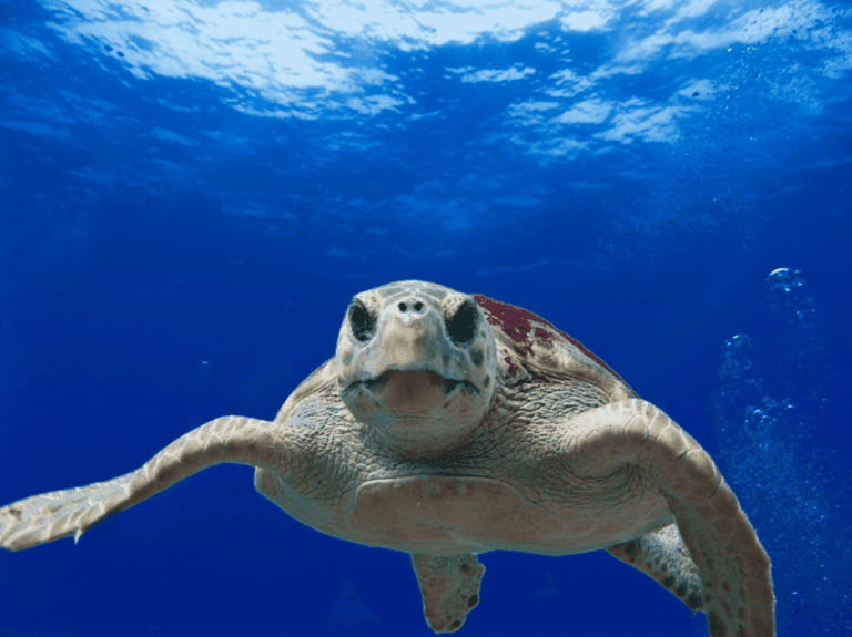 Des balises satellites pour suivre les migrations des tortues en temps réel