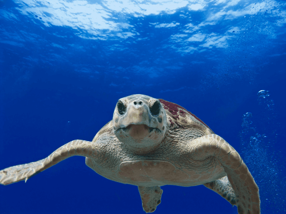 Des balises satellites pour suivre les migrations des tortues en temps réel