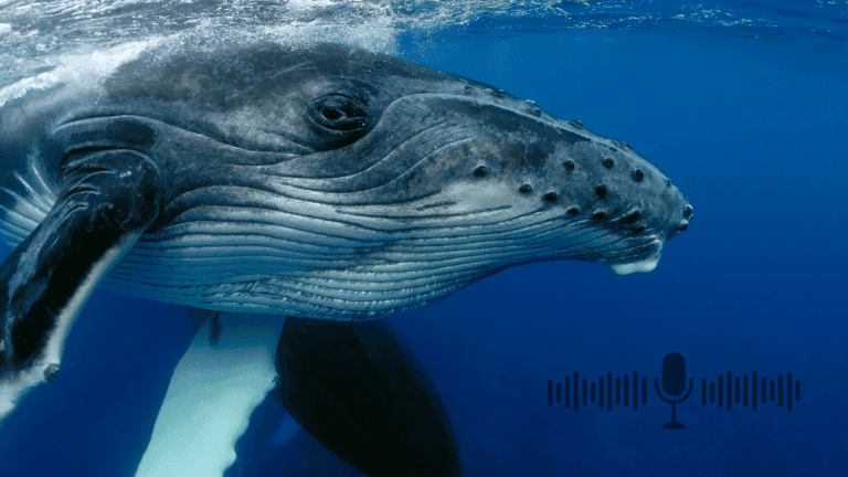 L’intelligence artificielle parle désormais le baleine