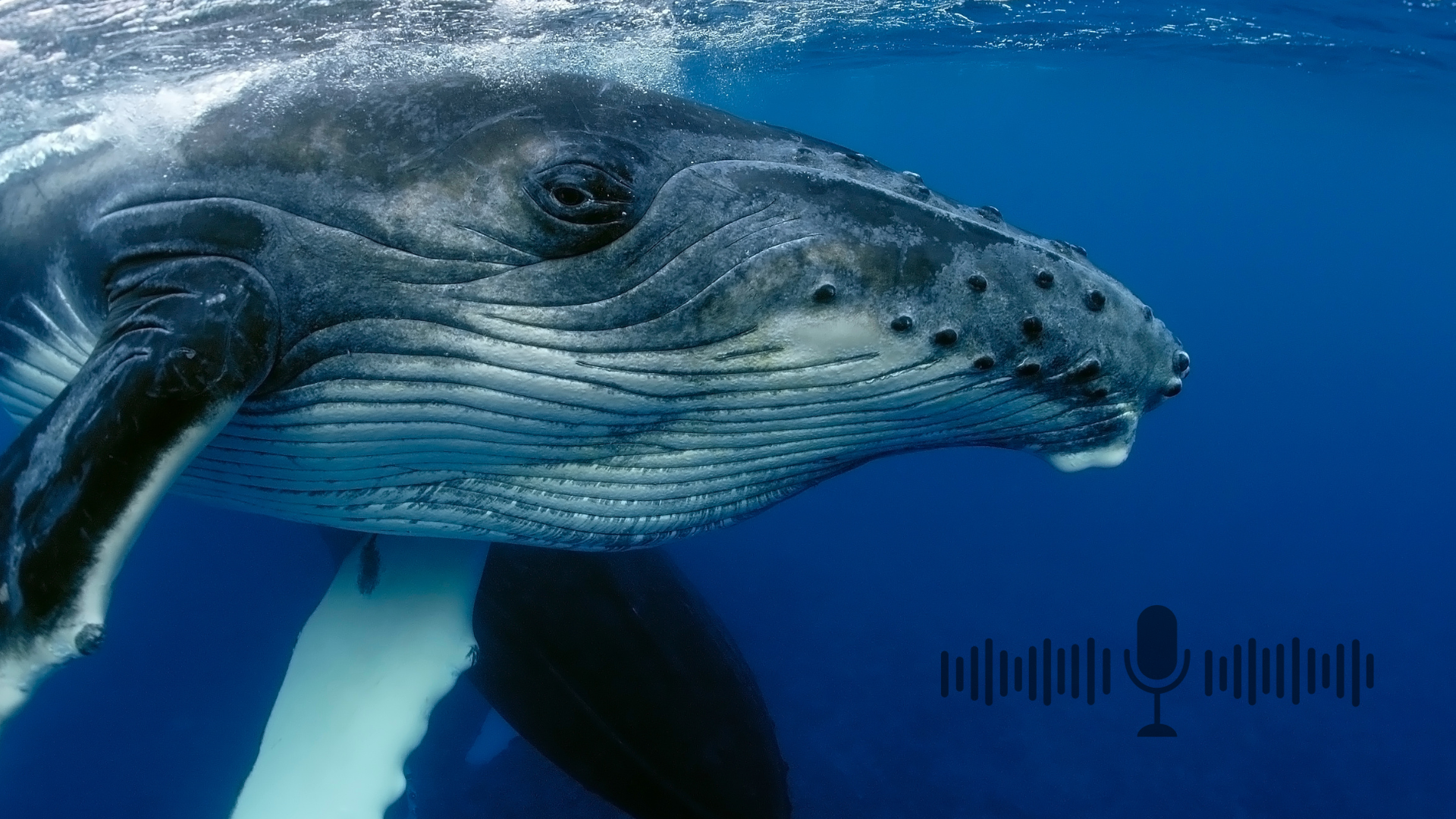 L’intelligence artificielle parle désormais le baleine