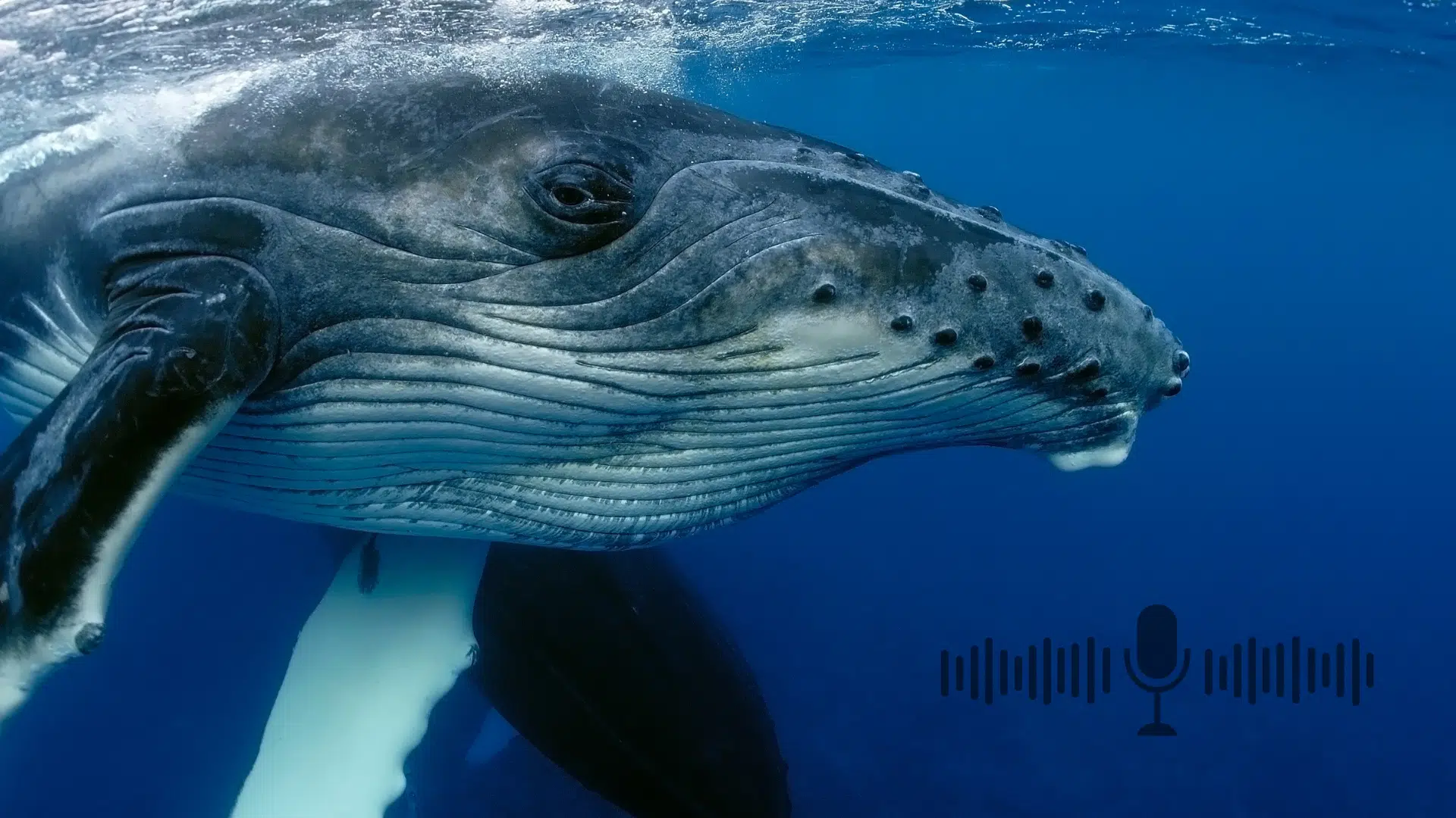 L’intelligence artificielle parle désormais le baleine