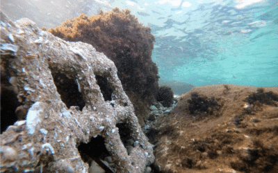 OceanTech #14 – Seacure sécurise les écosystèmes sous-marins