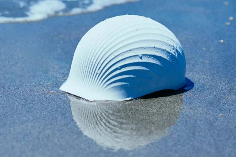 Dame nature, mère d’innovation – Shellmet, quand le biomimétisme s’allie au recyclage