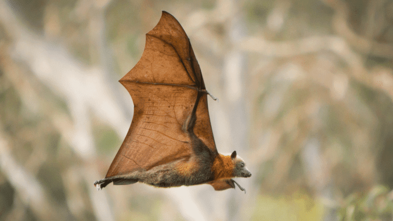 Chauves-souris, l’IA à la rescousse