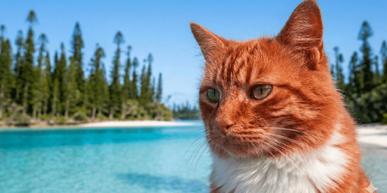 Rencontre avec David Guivant, « Le Chat Orange » de Google Maps 