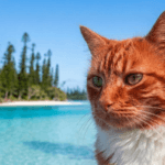 Rencontre avec David Guivant, « Le Chat Orange » de Google Maps 