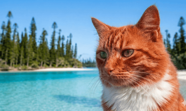 Rencontre avec David Guivant, « Le Chat Orange » de Google Maps 